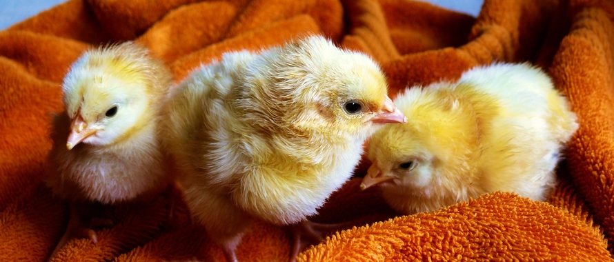 cute chicks